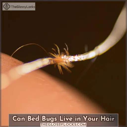 can bed bugs live in your hair