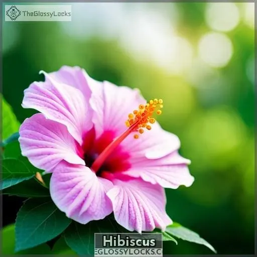 Hibiscus