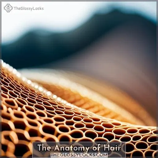 The Anatomy of Hair