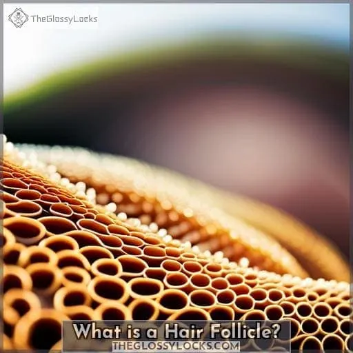 What is a Hair Follicle?