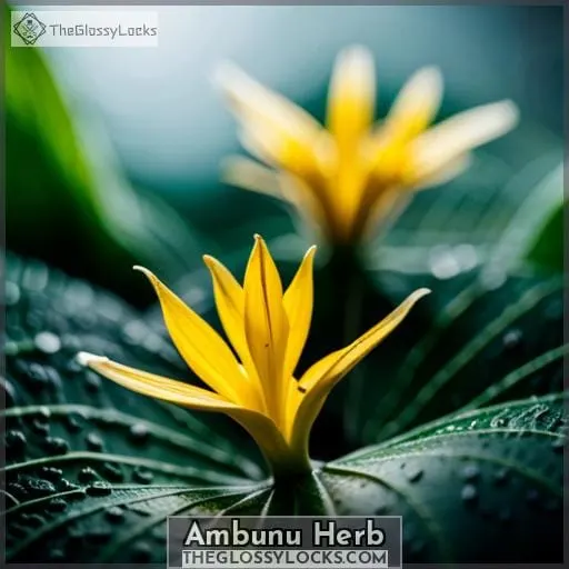 Ambunu Herb