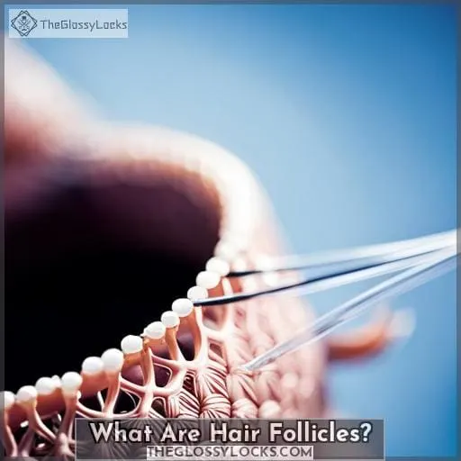 What Are Hair Follicles?