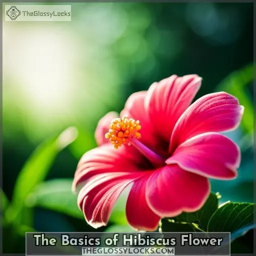 The Basics of Hibiscus Flower