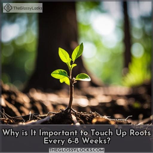 Why is It Important to Touch Up Roots Every 6-8 Weeks