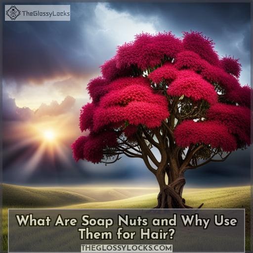 What Are Soap Nuts and Why Use Them for Hair