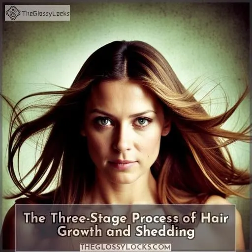 The Three-Stage Process of Hair Growth and Shedding