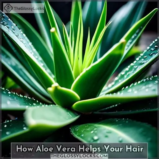 How Aloe Vera Helps Your Hair