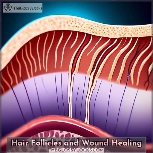 Hair Follicles and Wound Healing