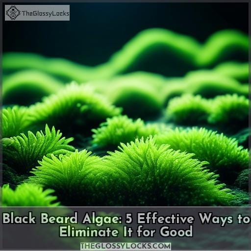 how to get rid of black beard algae