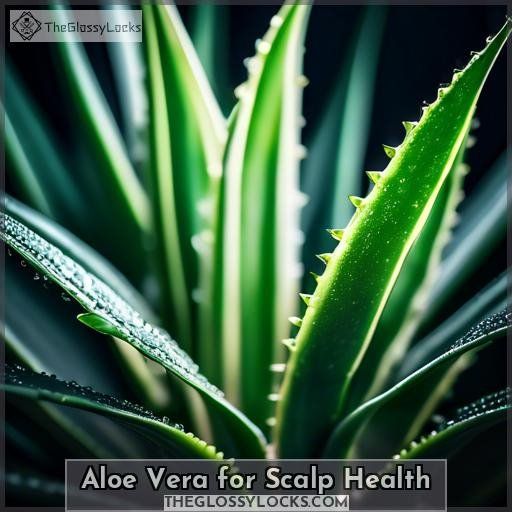 Aloe Vera for Scalp Health