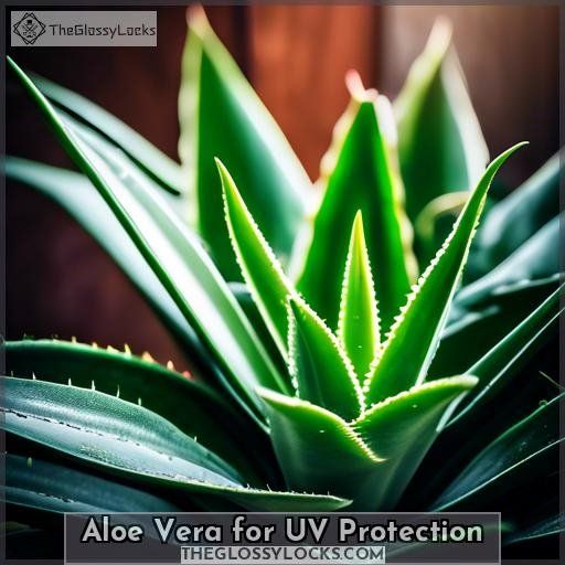 Aloe Vera for UV Protection
