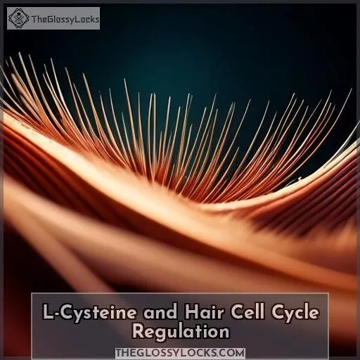 L-Cysteine and Hair Cell Cycle Regulation