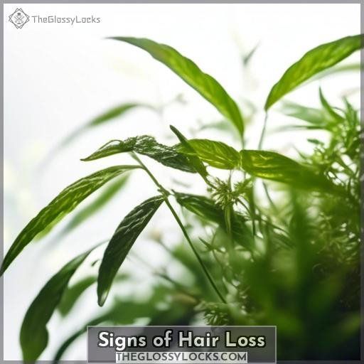 Signs of Hair Loss