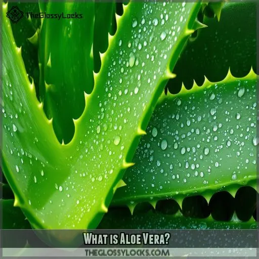 What is Aloe Vera