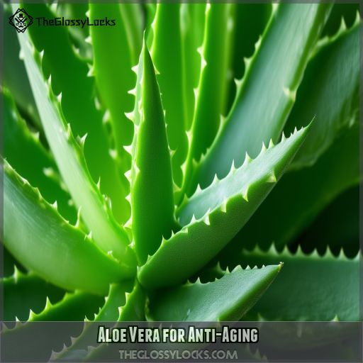 Aloe Vera for Anti-Aging