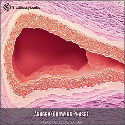Anagen (Growing Phase)