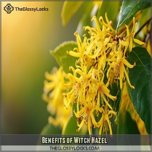 Benefits of Witch Hazel