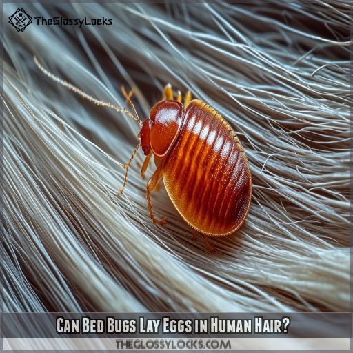 Can Bed Bugs Lay Eggs in Human Hair