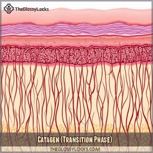 Catagen (Transition Phase)