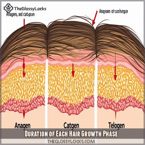 Duration of Each Hair Growth Phase
