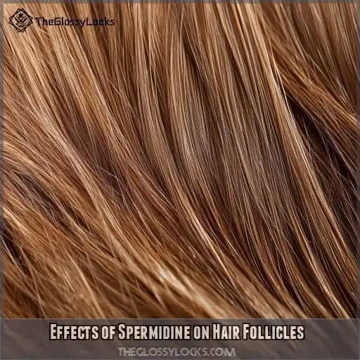 Effects of Spermidine on Hair Follicles