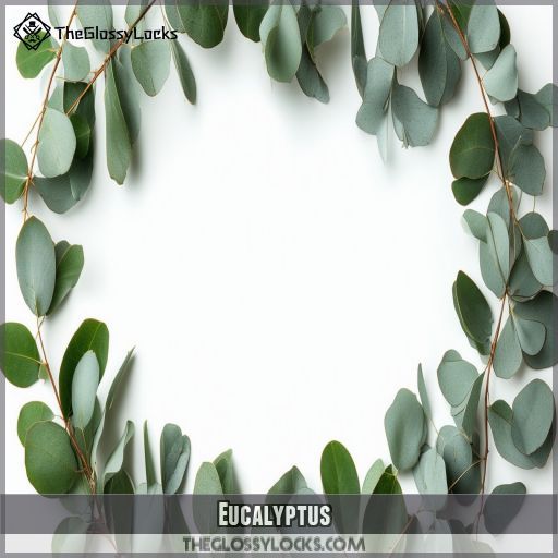 Eucalyptus