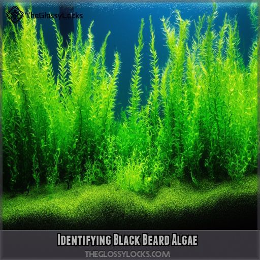 Identifying Black Beard Algae