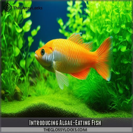 Introducing Algae-Eating Fish
