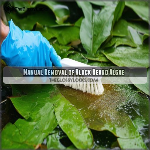 Manual Removal of Black Beard Algae
