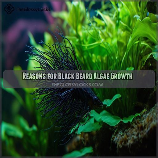 Reasons for Black Beard Algae Growth