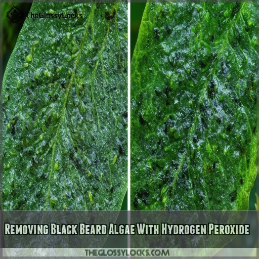 Removing Black Beard Algae With Hydrogen Peroxide