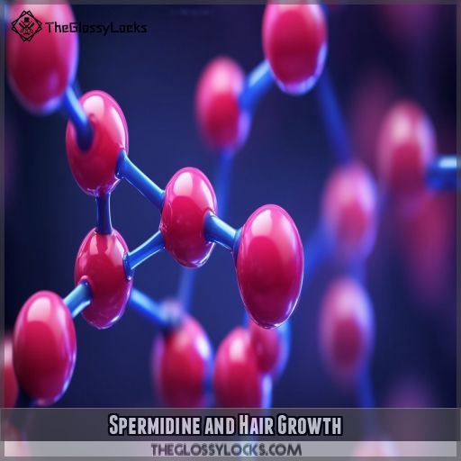 Spermidine and Hair Growth