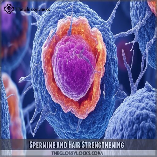 Spermine and Hair Strengthening