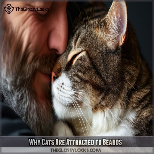Why Cats Are Attracted to Beards