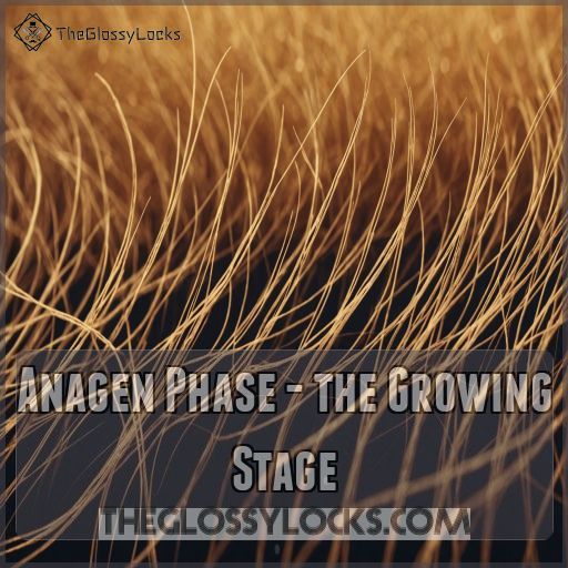 Anagen Phase - the Growing Stage