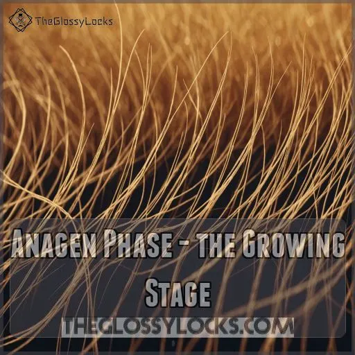 Anagen Phase - the Growing Stage