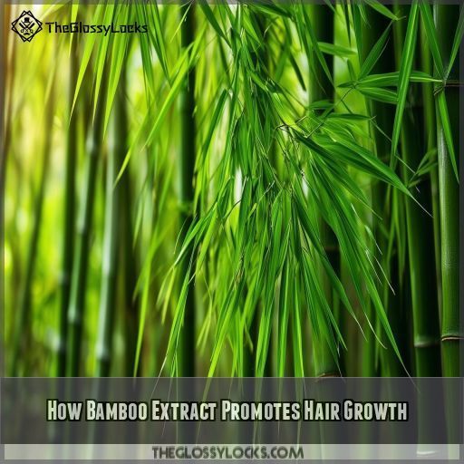 How Bamboo Extract Promotes Hair Growth