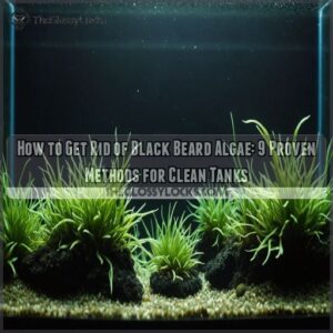 how to get rid of black beard algae