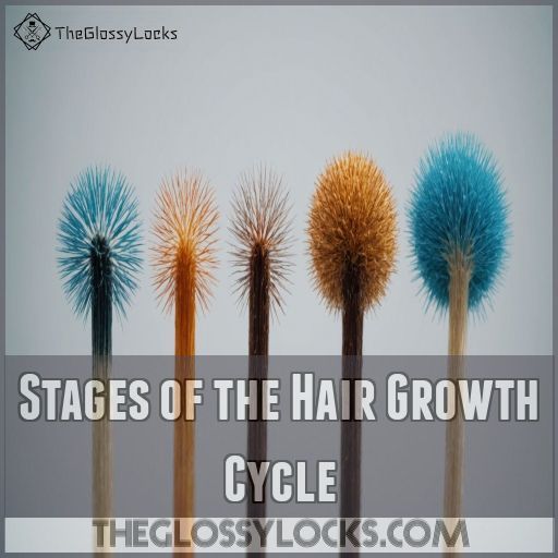 Stages of the Hair Growth Cycle