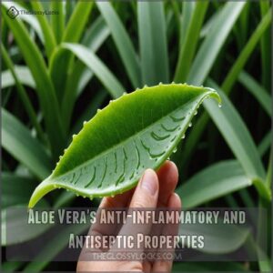 Aloe Vera