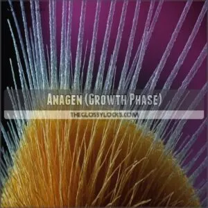 Anagen (Growth Phase)