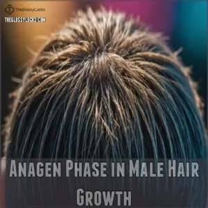 Anagen Phase in Male Hair Growth