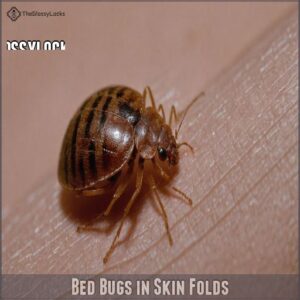 Bed Bugs in Skin Folds