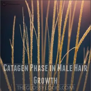 Catagen Phase in Male Hair Growth