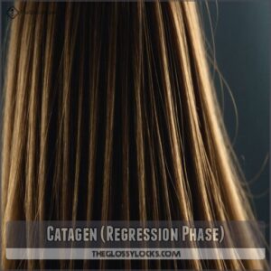 Catagen (Regression Phase)