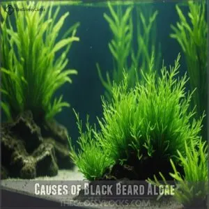 Causes of Black Beard Algae