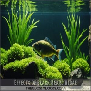 Effects of Black Beard Algae