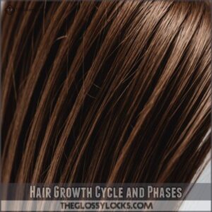 Hair Growth Cycle and Phases