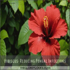 Hibiscus: Reducing Fungal Infections