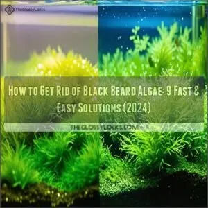 how to get rid of black beard algae